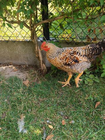 Superbe jeune coq