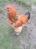 Brahma buff haan, Dieren en Toebehoren, Mannelijk, Kip