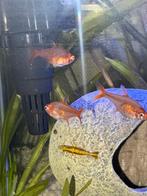 : Betta + tétras + crevettes – aquarium filtre+chauffage, Animaux & Accessoires, Poissons | Aquariums & Accessoires, Enlèvement