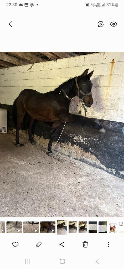 sjiek hengstenveulen(18 maander) met toekomst, Dieren en Toebehoren, Paarden, Hengst, B, 160 tot 165 cm, 0 tot 2 jaar, Springpaard