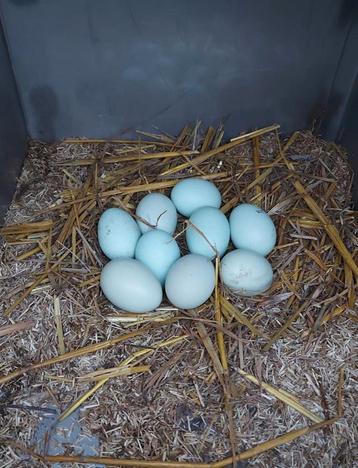 Kloek Araucana met kuikens 