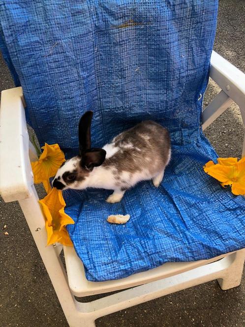 Konijn konijnen dwergkonijnen en vlinderkonijnen, Animaux & Accessoires, Lapins