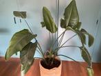 Strelitzia Nicolai, Huis en Inrichting, Kamerplanten, Ophalen, 100 tot 150 cm