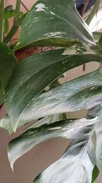 Monstera variegata, Overige soorten, Ophalen of Verzenden, 200 cm of meer, Groene kamerplant