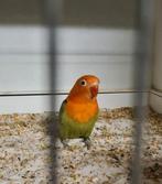 Agapornis Fischeri voor handopfok, Dieren en Toebehoren, Geslacht onbekend, Dwergpapegaai of Agapornis, Geringd