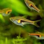 Hobbyaquarium Trigonostigma Hengeli / kegelvlekbarbeel, Dieren en Toebehoren, Vissen | Aquariumvissen, Vis, Zoetwatervis, Schoolvis