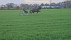 Tuigpaard, Dieren en Toebehoren, Paarden, Gechipt, Ruin, 170 tot 175 cm, 7 tot 10 jaar