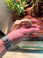 Lilly white wimpergekko mannetje, Dieren en Toebehoren, Overige soorten, 0 tot 2 jaar