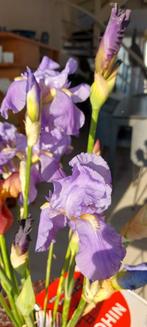 Iris plantgoed...germanica, baardiris, Enlèvement