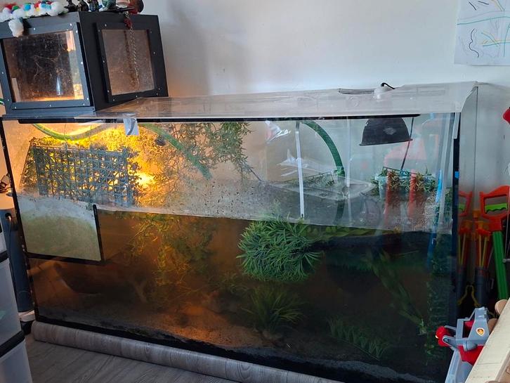 Aquarium en schildpadden, Dieren en Toebehoren, Reptielen en Amfibieën