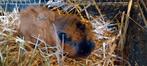 2 cavia's zoeken warme thuis, Dieren en Toebehoren, Augustus, Meerdere dieren, Cavia