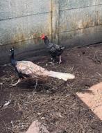 Violet pauw haan, Dieren en Toebehoren