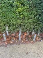 Metalen fietsenrek, Tuin en Terras, Ophalen