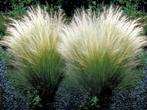 16 stipa tenuissima of ponytails in pot, Tuin en Terras, Planten | Tuinplanten, Ophalen
