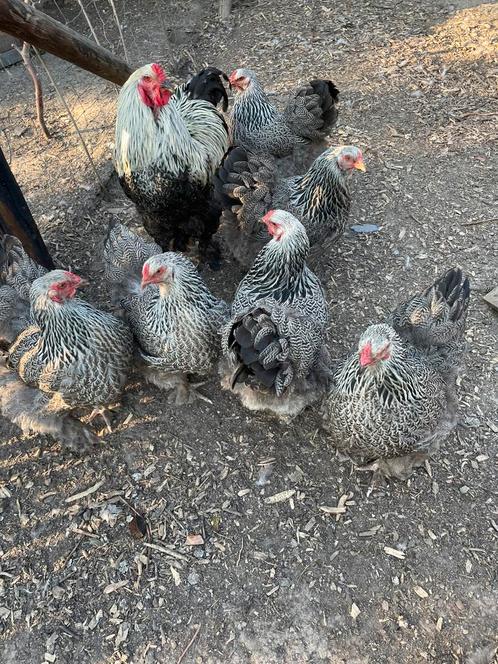 Brahma zilverpatrijs, Dieren en Toebehoren, Pluimvee