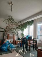 Ficus a donner !, Maison & Meubles, Plantes d'intérieur, Enlèvement, Ficus