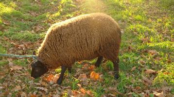 schapen beschikbaar voor biedingen