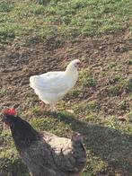 Witte Brahma Hen, Dieren en Toebehoren, Vrouwelijk, Kip