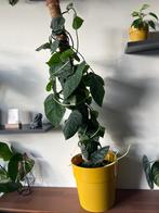 Monstera Dubia, Huis en Inrichting, Kamerplanten, Groene kamerplant, Ophalen, Halfschaduw, Minder dan 100 cm