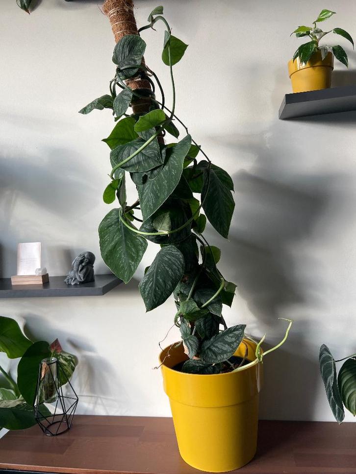 Monstera Dubia, Huis en Inrichting, Kamerplanten, Minder dan 100 cm, Groene kamerplant, Halfschaduw, Ophalen