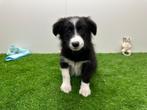 Border Collie pups, Dieren en Toebehoren, België, CDV (hondenziekte), 8 tot 15 weken, Collie