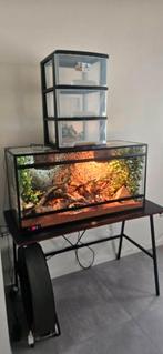 Luipaard gekkos met terrarium, Dieren en Toebehoren, Ophalen, Zo goed als nieuw