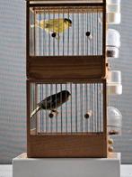 Timbrado espagnol, Mâle, Canari chanteur