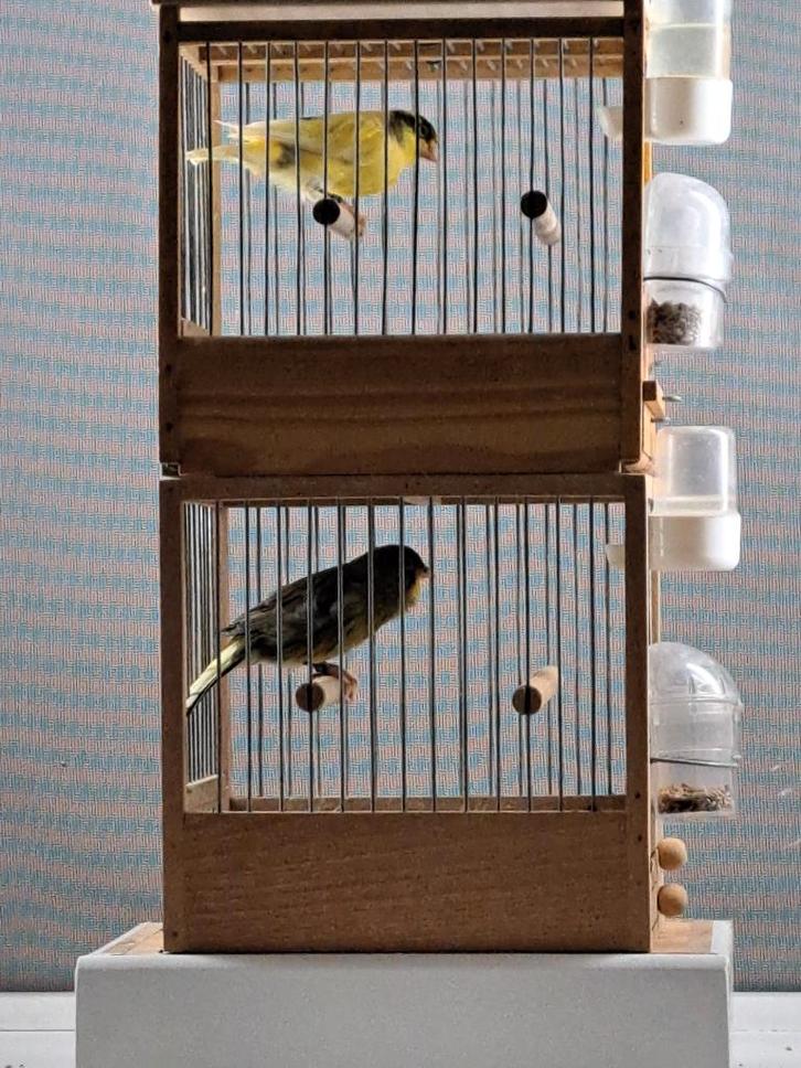 Timbrado espagnol, Animaux & Accessoires, Oiseaux | Canaris, Canari chanteur, Mâle