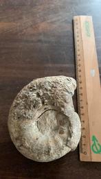 Fossile - grande ammonite, Collections, Fossile, Enlèvement ou Envoi