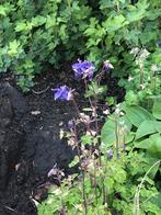 Akeleiplanten 3euro/exemplaar (grote kluit), Tuin en Terras, Planten | Tuinplanten, Ophalen of Verzenden