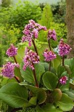 Bergenia cordifolia / schoenlappersplant, Volledige schaduw, Vaste plant, Ophalen of Verzenden, Lente