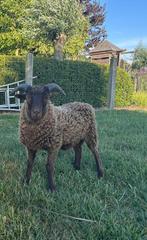 Jonge ouassantram te koop, Dieren en Toebehoren, Mannelijk, Schaap, 0 tot 2 jaar