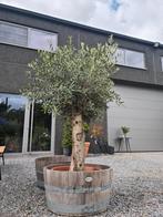 Olijfboom Olea Europaea in schaal, Tuin en Terras, Planten | Bomen, Ophalen, Olijfboom