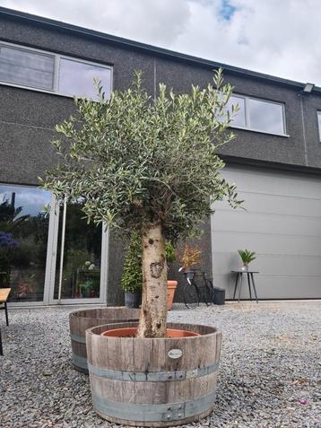 Olijfboom Olea Europaea in schaal  beschikbaar voor biedingen