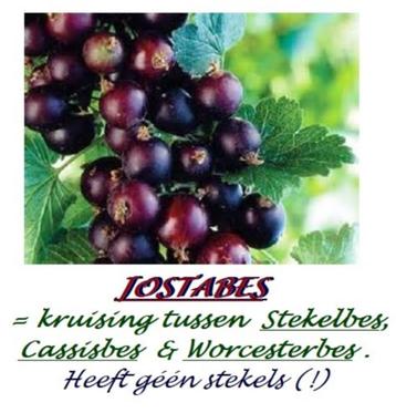 MOOIE 3-JARIGE JOSTA PLANTEN (60/+ cm) = 5 stuks voor 15€ beschikbaar voor biedingen