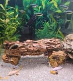 Pierre de dragon., Animaux & Accessoires