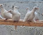 Witte Tortileduiven, Dieren en Toebehoren, Vogels | Duiven