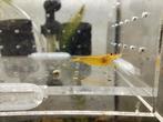 crevettes yellow king kong YKK caradina, Dieren en Toebehoren, Ophalen of Verzenden, Nieuw, Overige typen
