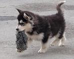 Siberische Husky pups groeien sociaal en liefdevol op, België, Fokker | Hobbymatig, CDV (hondenziekte), 8 tot 15 weken