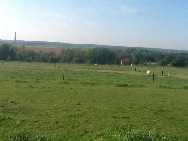 Pension complète, Dieren en Toebehoren, Stalling en Weidegang, Stalling, 4 paarden of pony's of meer