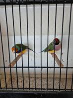 Gouldamadines, Dieren en Toebehoren, Vogels | Overige Vogels, Meerdere dieren, Tropenvogel, Geringd