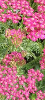 Achillea millefolium  'Cerise Queen', Plein soleil, Graminées ornementales, Enlèvement, Plante fixe