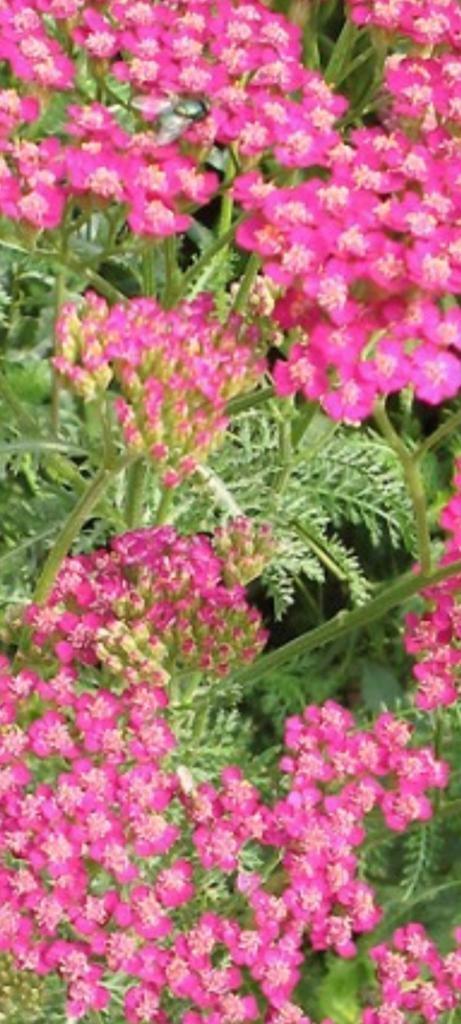 Achillea millefolium  'Cerise Queen', Tuin en Terras, Planten | Tuinplanten, Vaste plant, Siergrassen, Volle zon, Ophalen