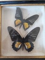 Vlinders onder glas, Ophalen of Verzenden, Zo goed als nieuw, Insect, Overige typen