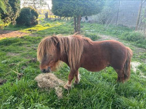 Shetland te koop, Dieren en Toebehoren, Pony's, Hengst, Niet van toepassing, 7 tot 10 jaar