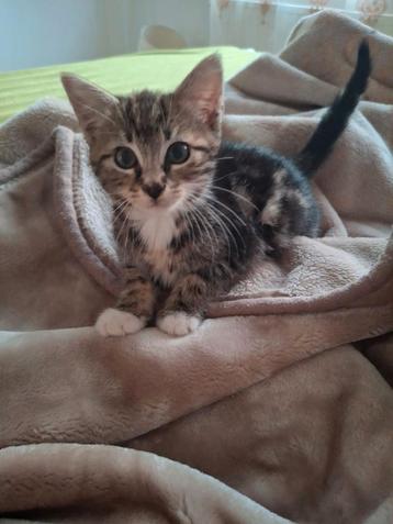 Kitten van 2manden, Dieren en Toebehoren, Katten en Kittens | Raskatten | Korthaar