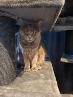 Prachtige maine coon dame zoekt gouden mandje, Dieren en Toebehoren, Katten en Kittens | Raskatten | Langhaar, Poes, Met stamboom