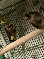 couple parva au top, Plusieurs animaux, Oiseau chanteur sauvage, Domestique