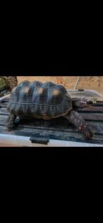 Tortue charbonnière (Chelonoidis carbonarius) femelle adulte, Dieren en Toebehoren, Reptielen en Amfibieën, Schildpad