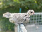 Australorp kuiken(s), Dieren en Toebehoren